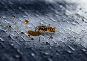 Wespen bestrijden Rosmalen