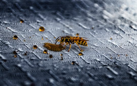 Wespen bestrijden Rosmalen