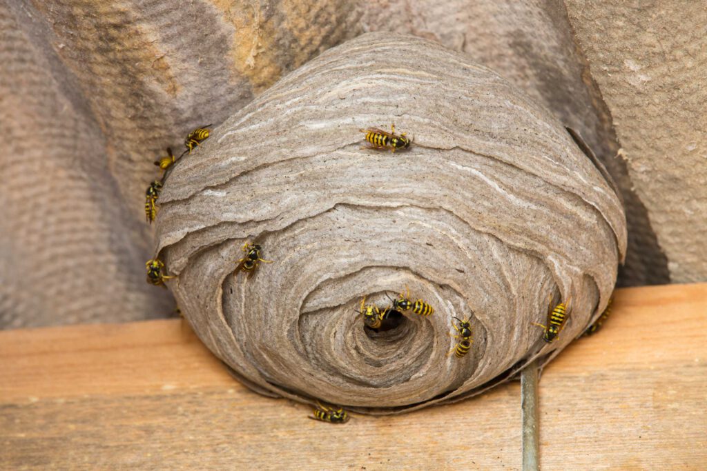 wespennest verwijderen